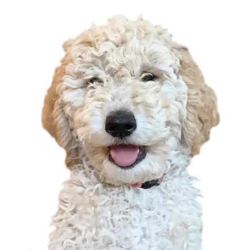 Joop